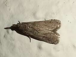 Acrobasis bithynella Zeller 1848 resmi