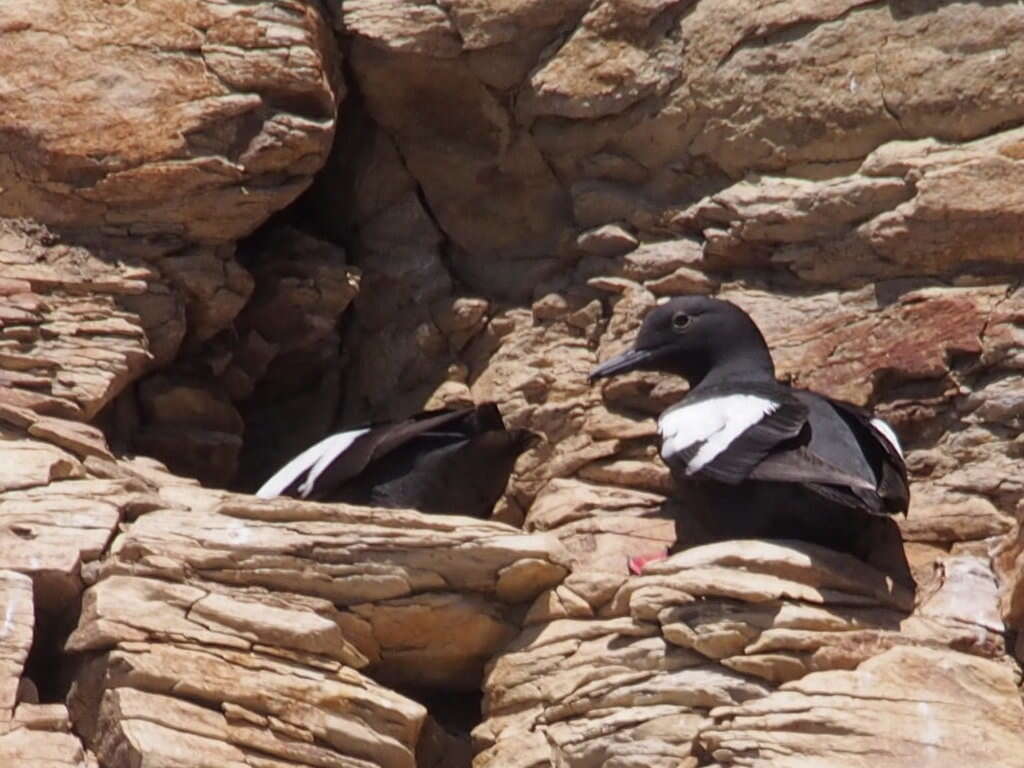 Image of Guillemots