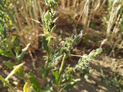 Image of Lycopsis arvensis subsp. orientalis (L.) Kuzn.