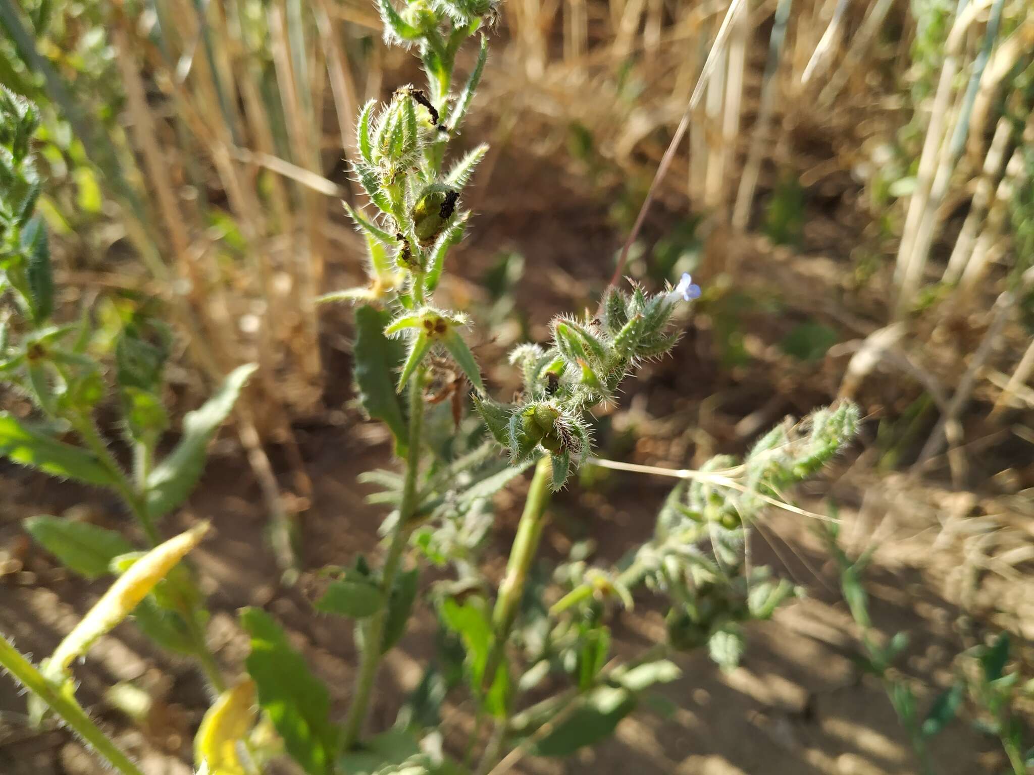 Lycopsis arvensis subsp. orientalis (L.) Kuzn. resmi