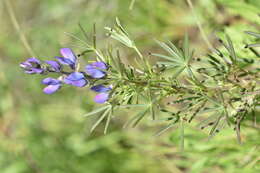 Image of narrowleaf lupine