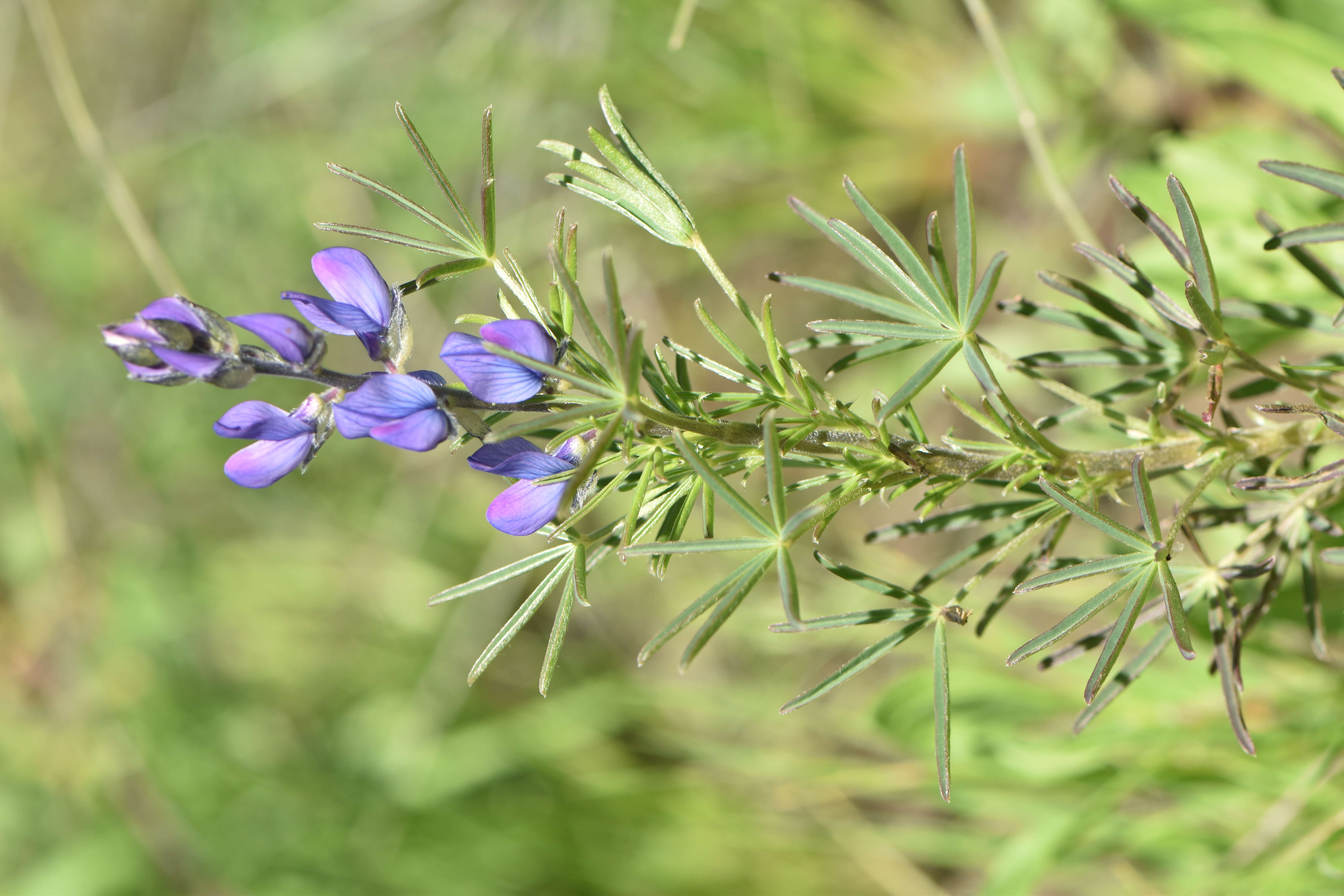 Image of narrowleaf lupine