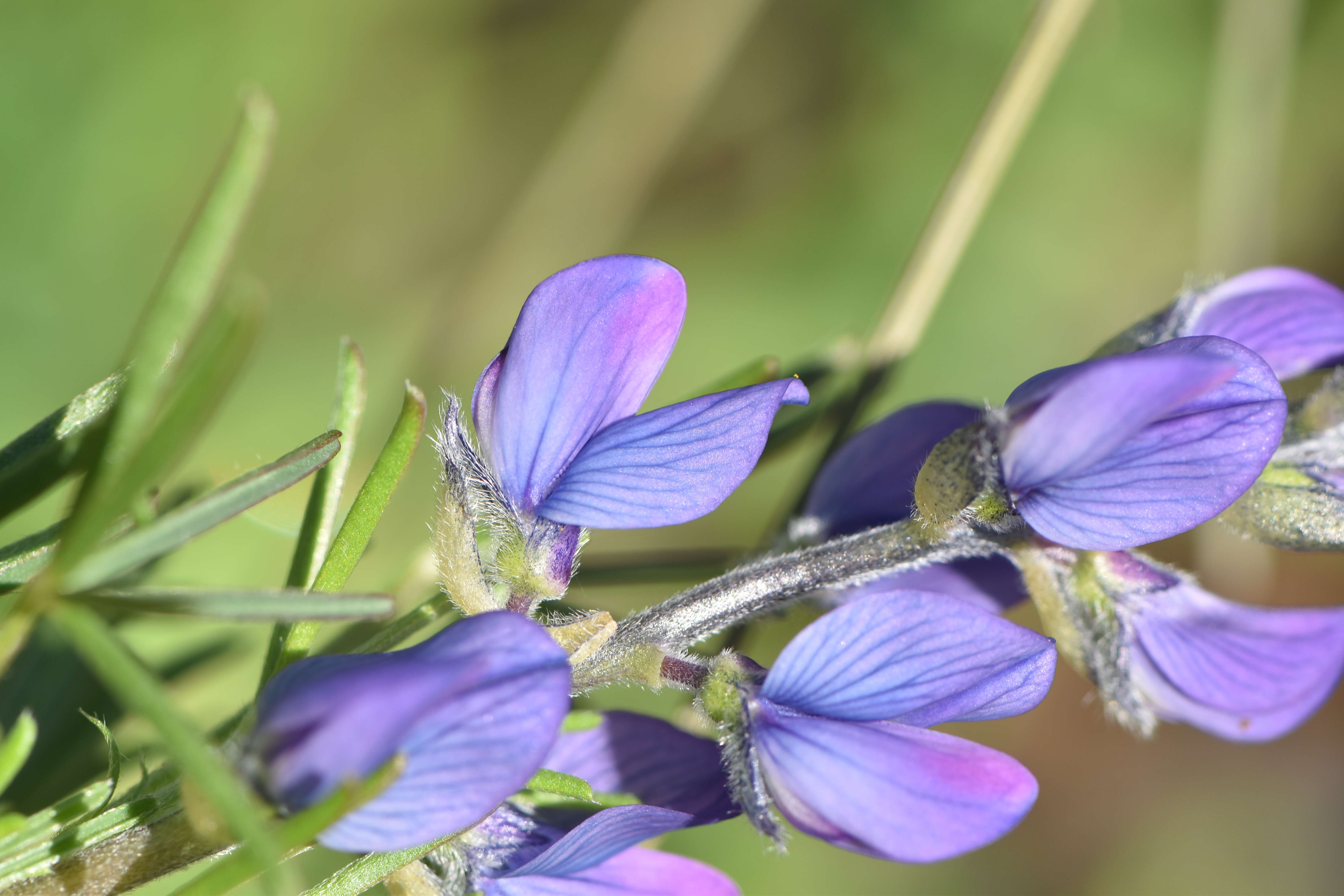 Image of narrowleaf lupine