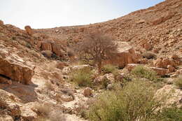 Image of Mt. Atlas mastic tree