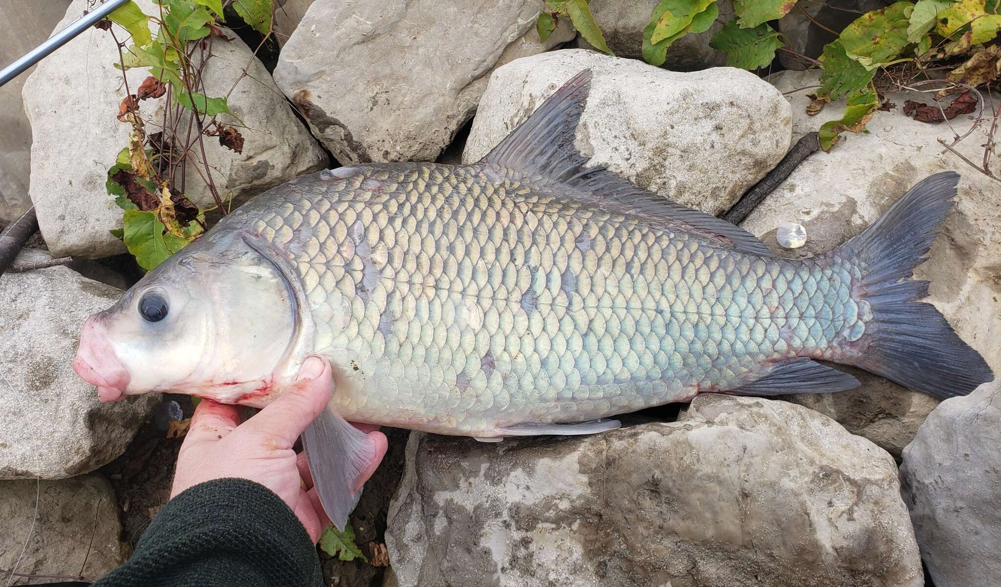 Image of Smallmouth Buffalo