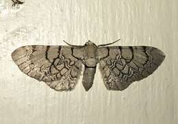 صورة Eupithecia venosata Fabricius 1787