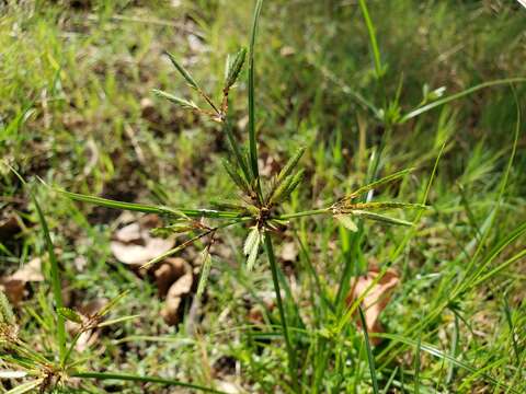 Imagem de Cyperus compressus L.