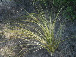 Image of Bobartia indica L.