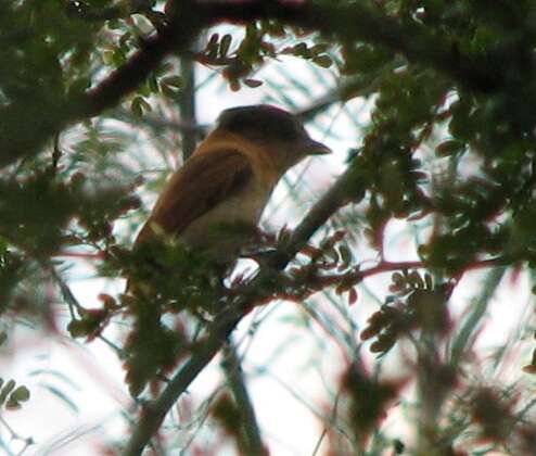 Pachyramphus aglaiae (Lafresnaye 1839) resmi