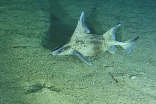 Image of Caribbean Roughshark