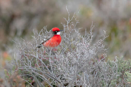 Image of Crimson Chat