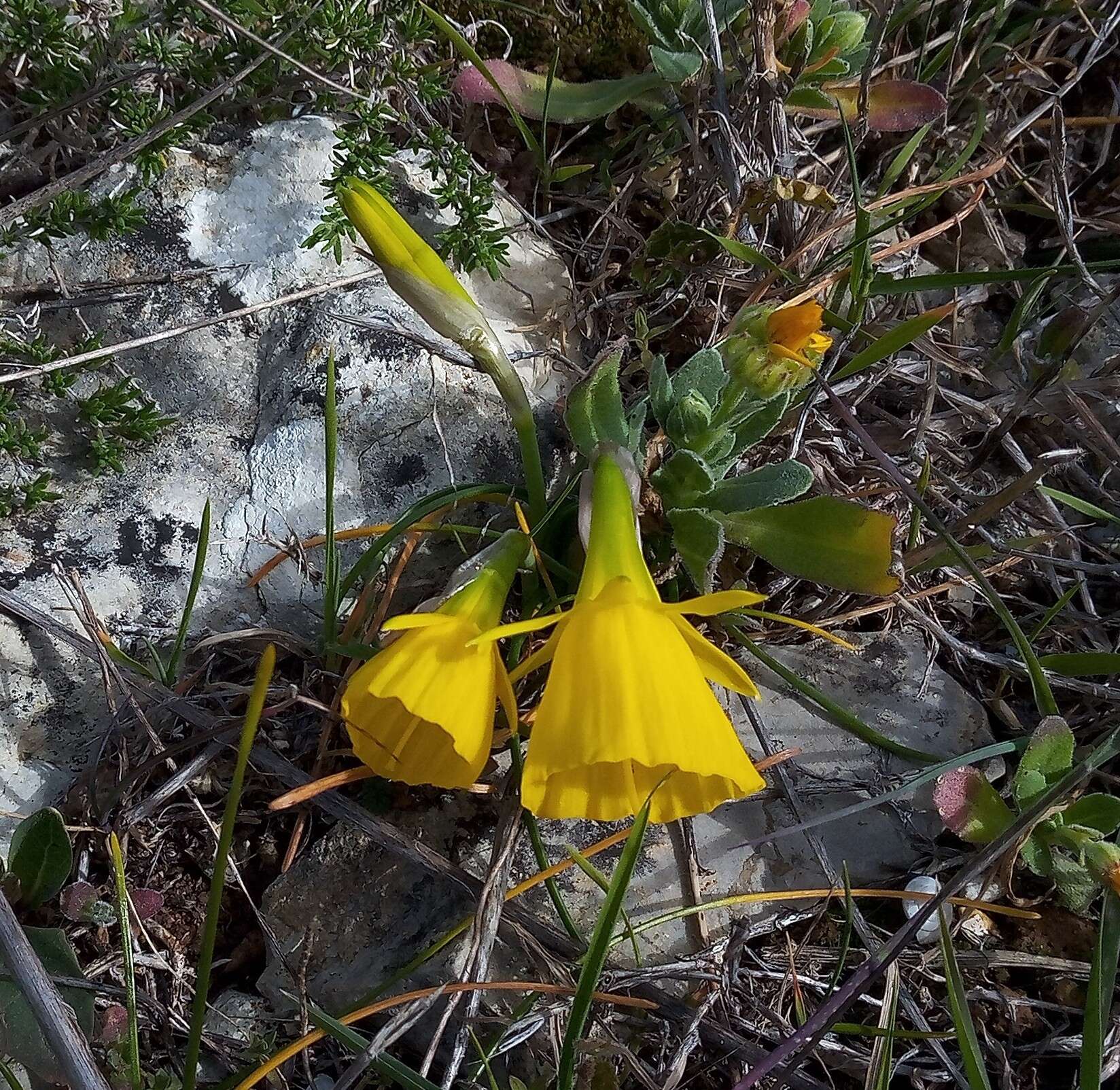 Image of petticoat daffodil