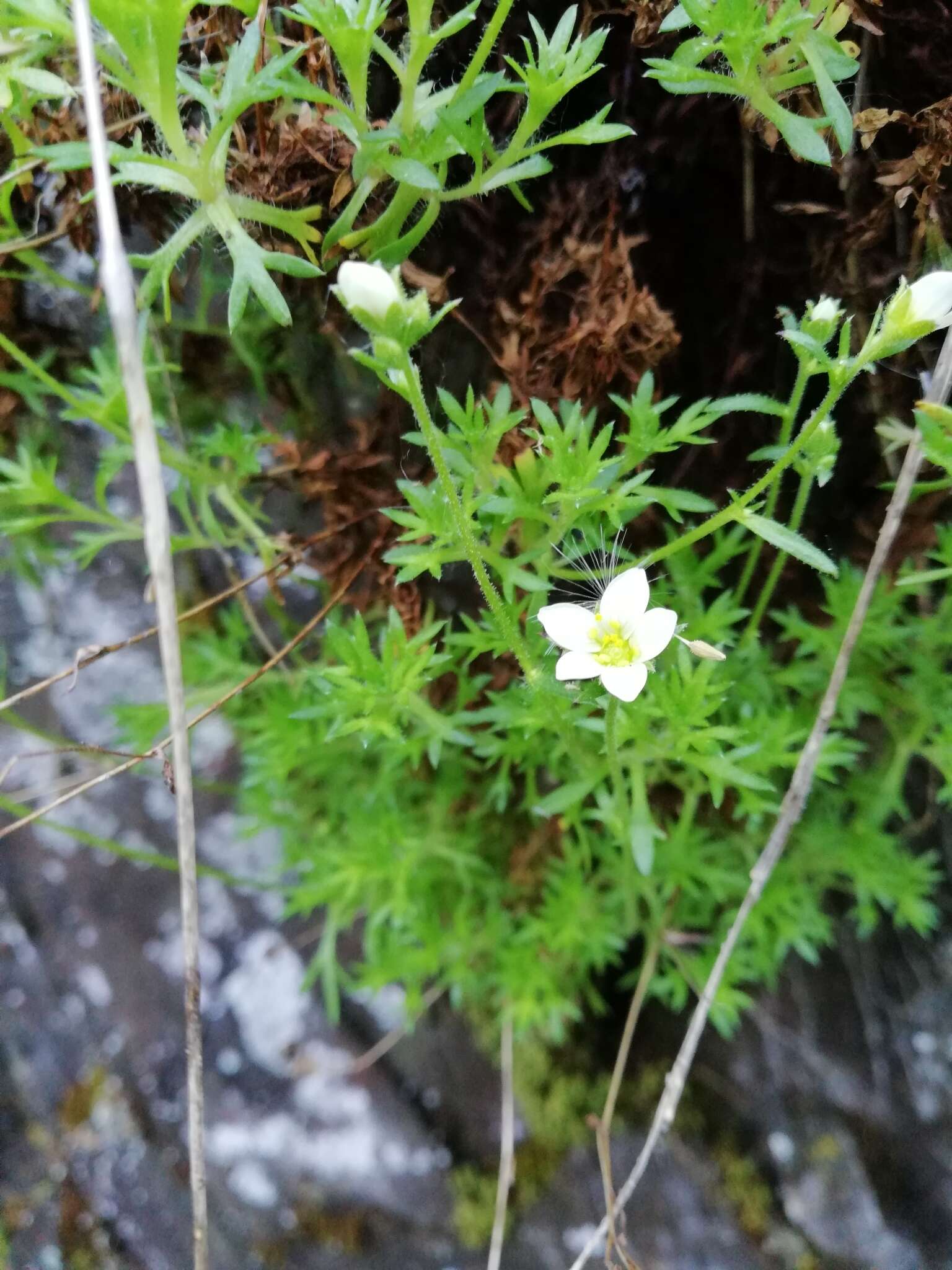 Imagem de Saxifraga rosacea subsp. sponhemica (C. C. Gmelin) D. A. Webb