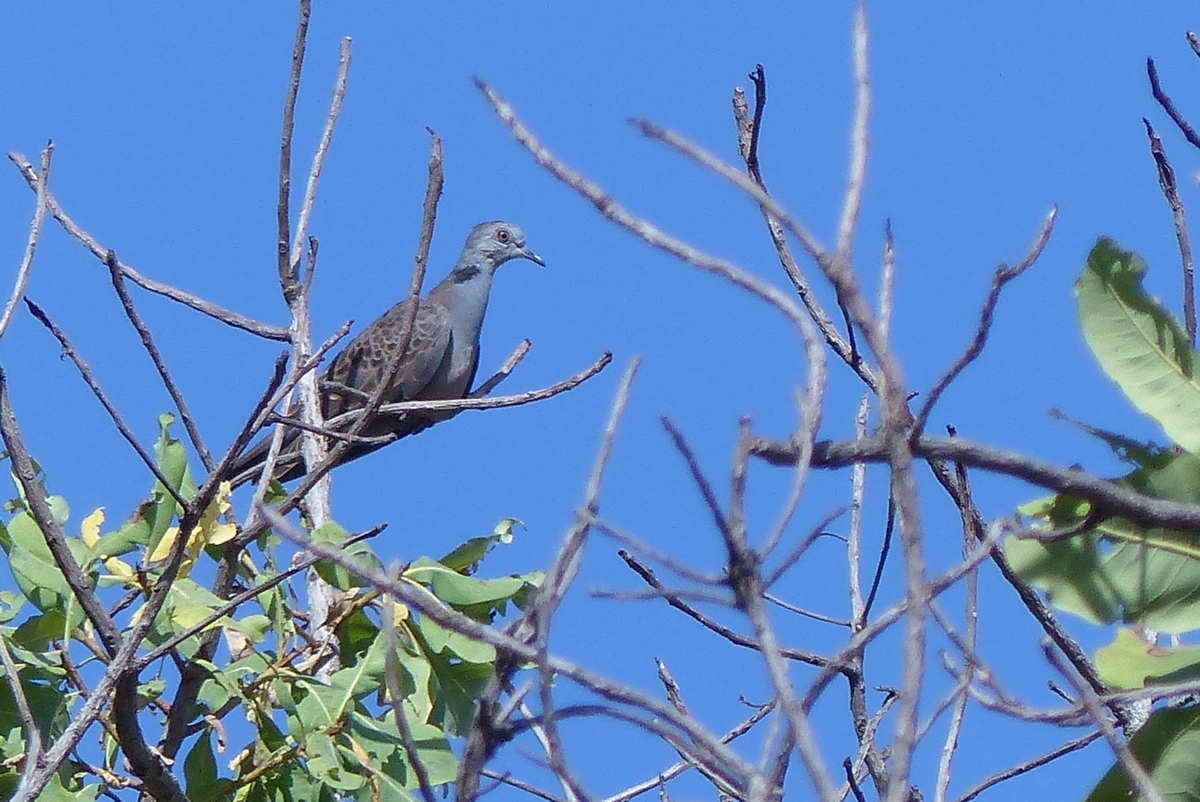 صورة Streptopelia hypopyrrha (Reichenow 1910)