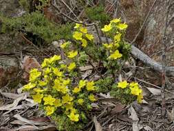 Image of Asterolasia phebalioides F. Müll.