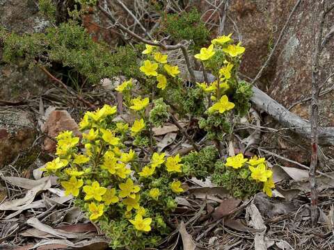 Image of Asterolasia phebalioides F. Müll.