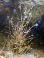 Image of pinkmouth hydroid