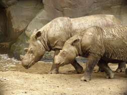 Image of Sumatran Rhinoceros