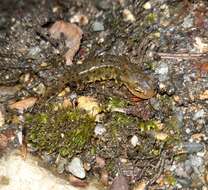 Image of Bosca's Newt