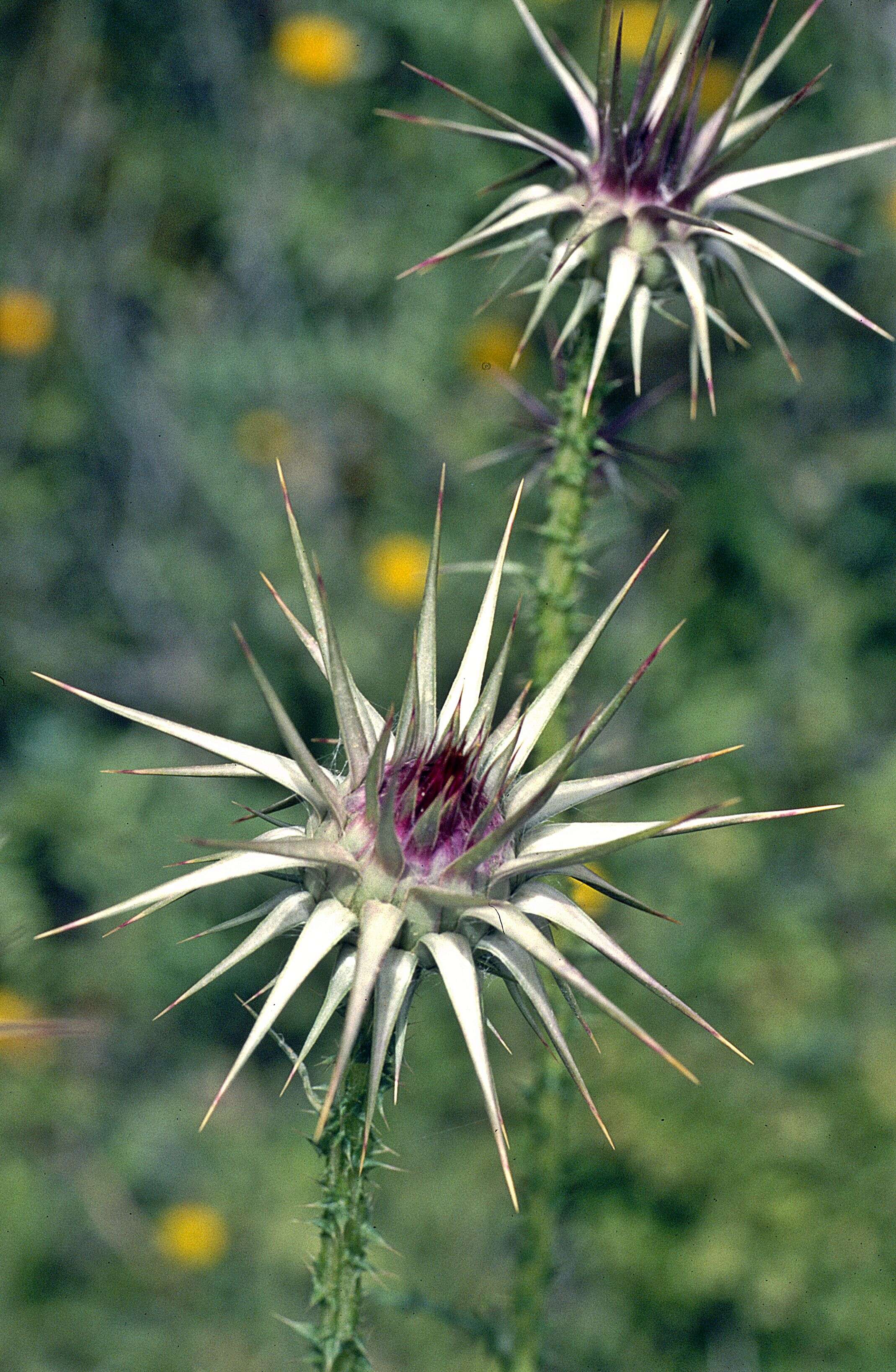 Image of Notobasis syriaca (L.) Cass.