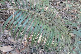 Image of Macrozamia lucida L. A. S. Johnson