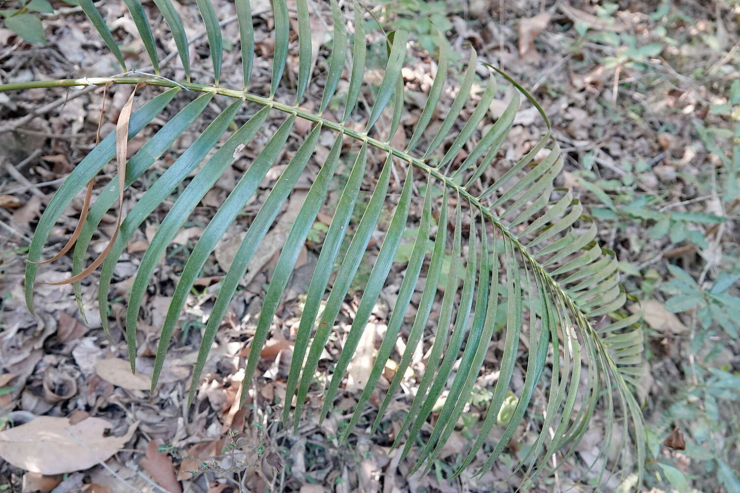 Image of Macrozamia lucida L. A. S. Johnson