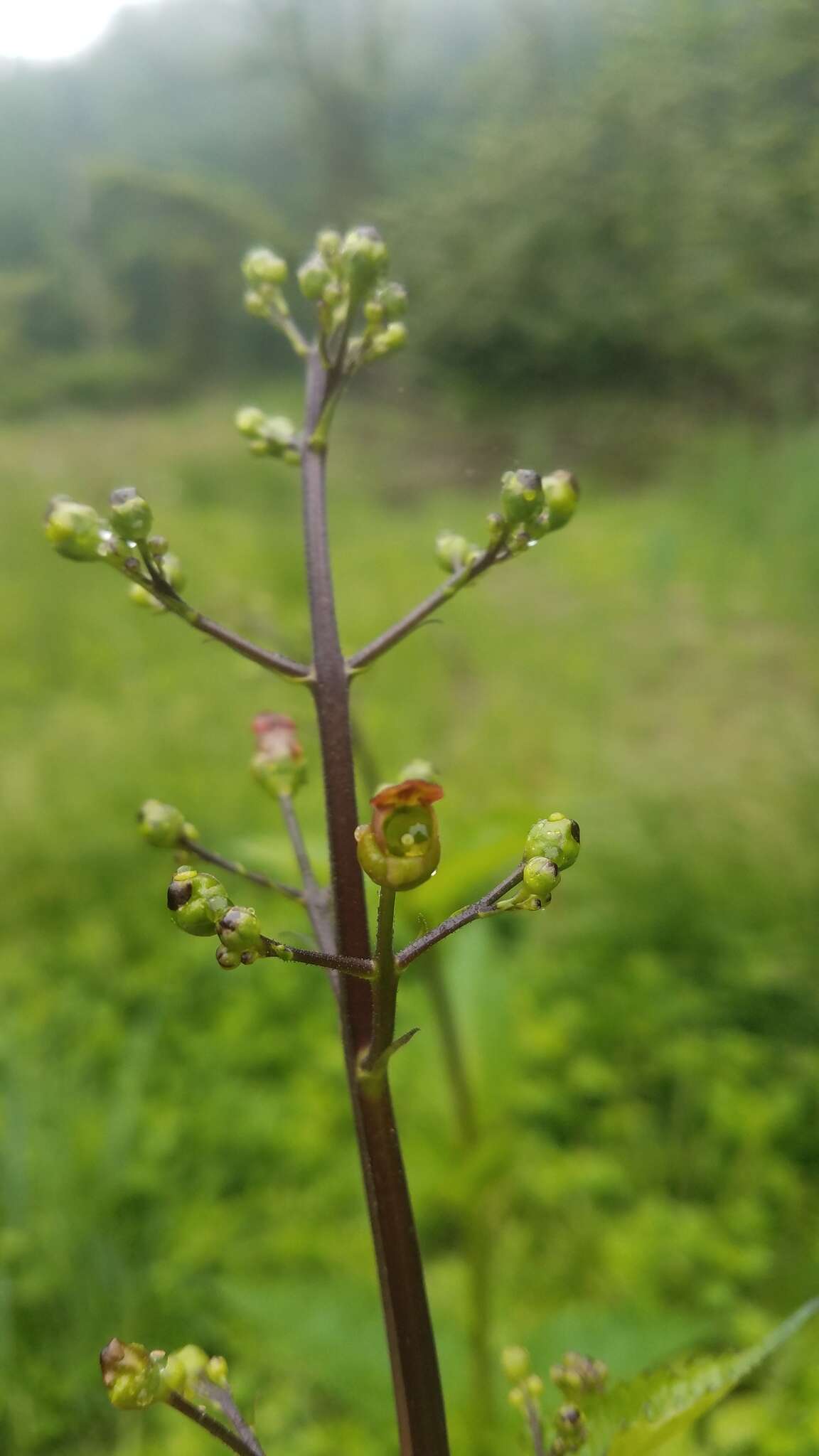 Image of American figwort