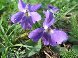 Image of sweet violet