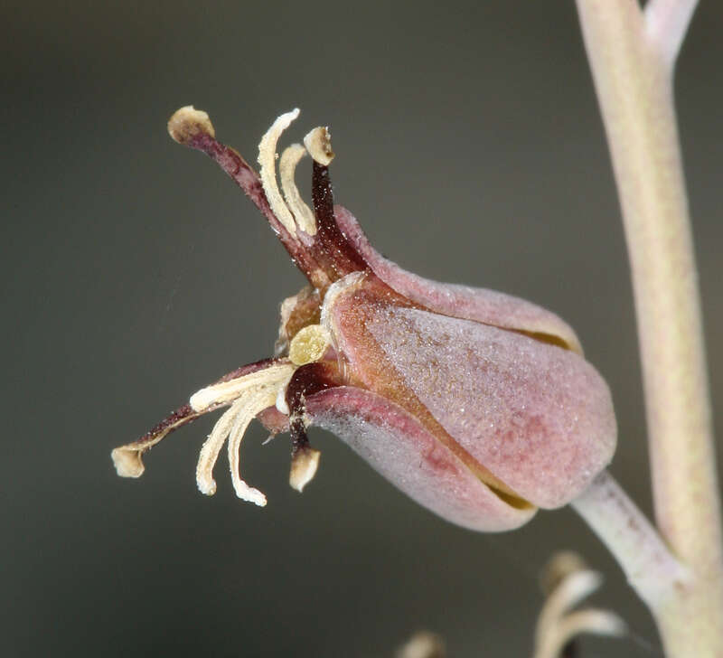 Слика од Streptanthus cordatus subsp. cordatus