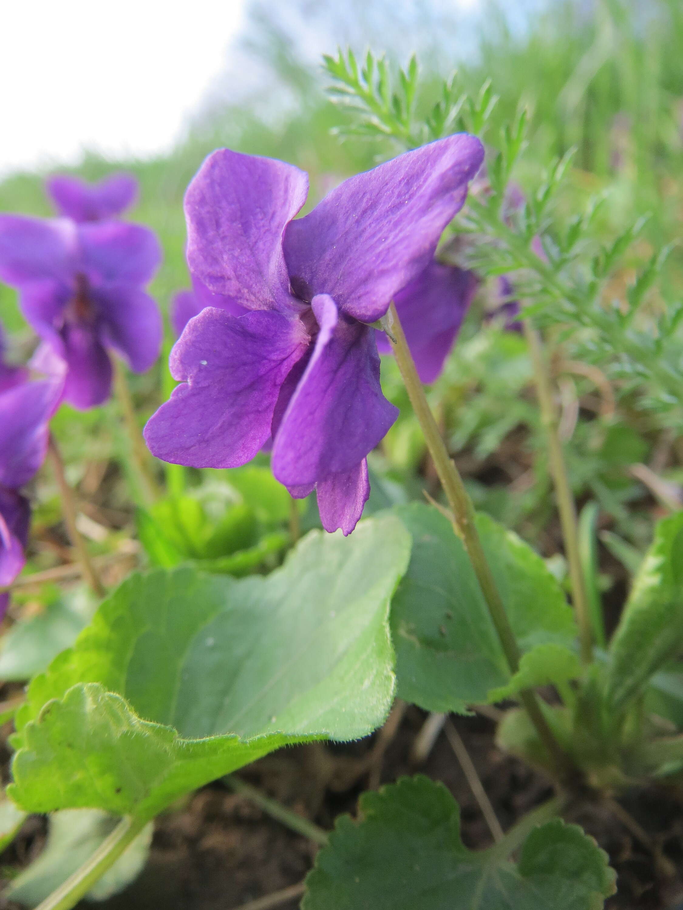 Image of sweet violet