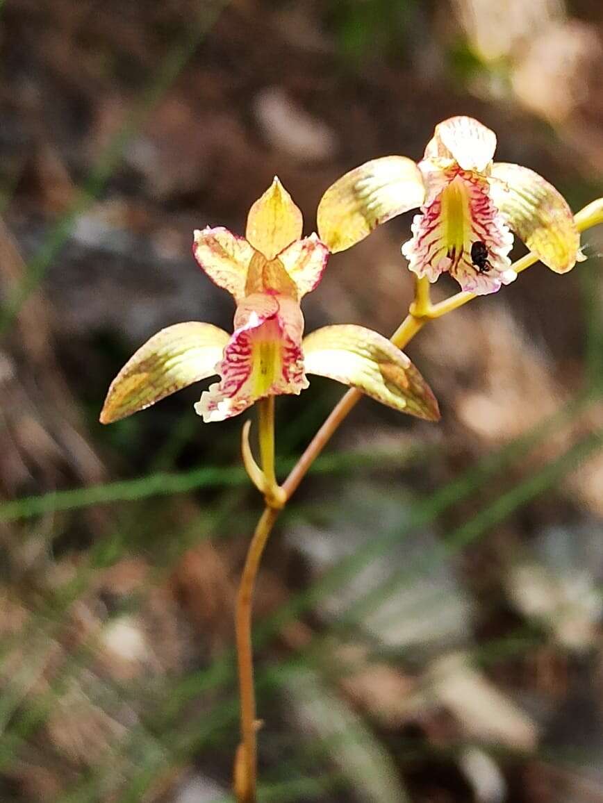 Bletia greenwoodiana Sosa resmi