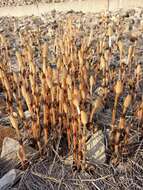 Image of field horsetail