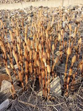 Image of field horsetail