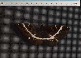 Image of Erebus terminitincta Fletcher 1957