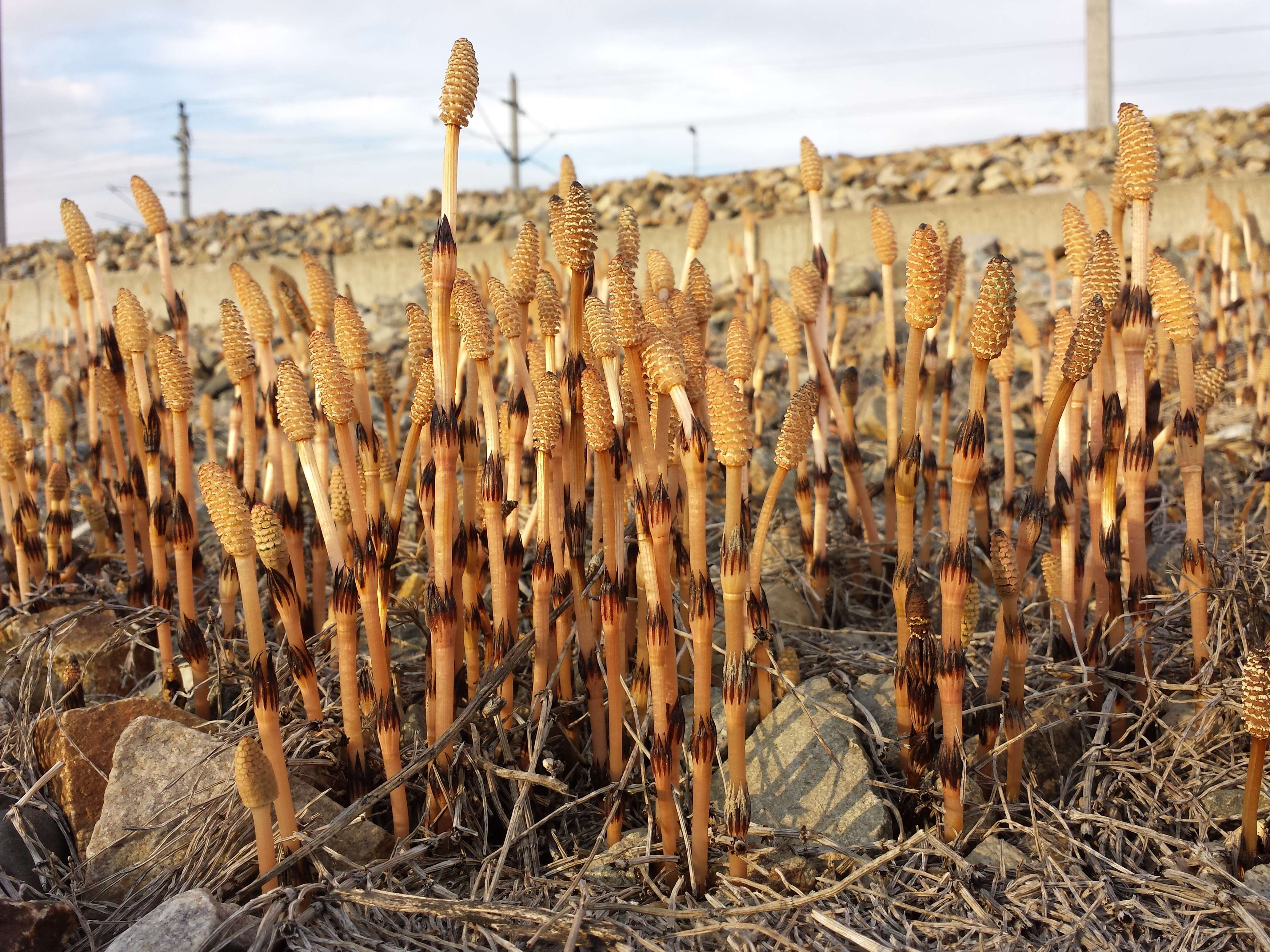 Image of field horsetail