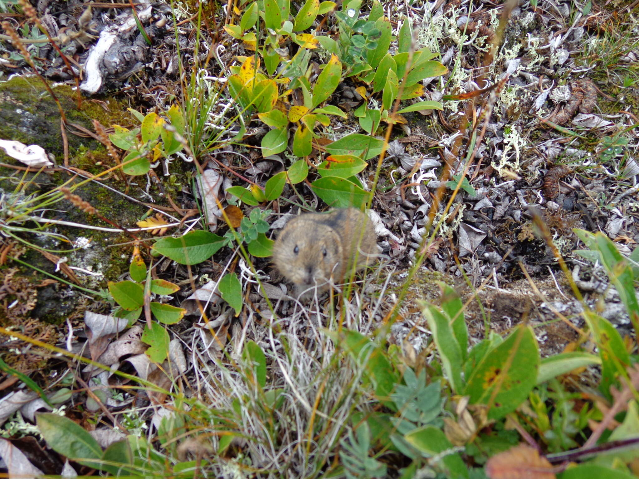 Image of Bering collared lemming