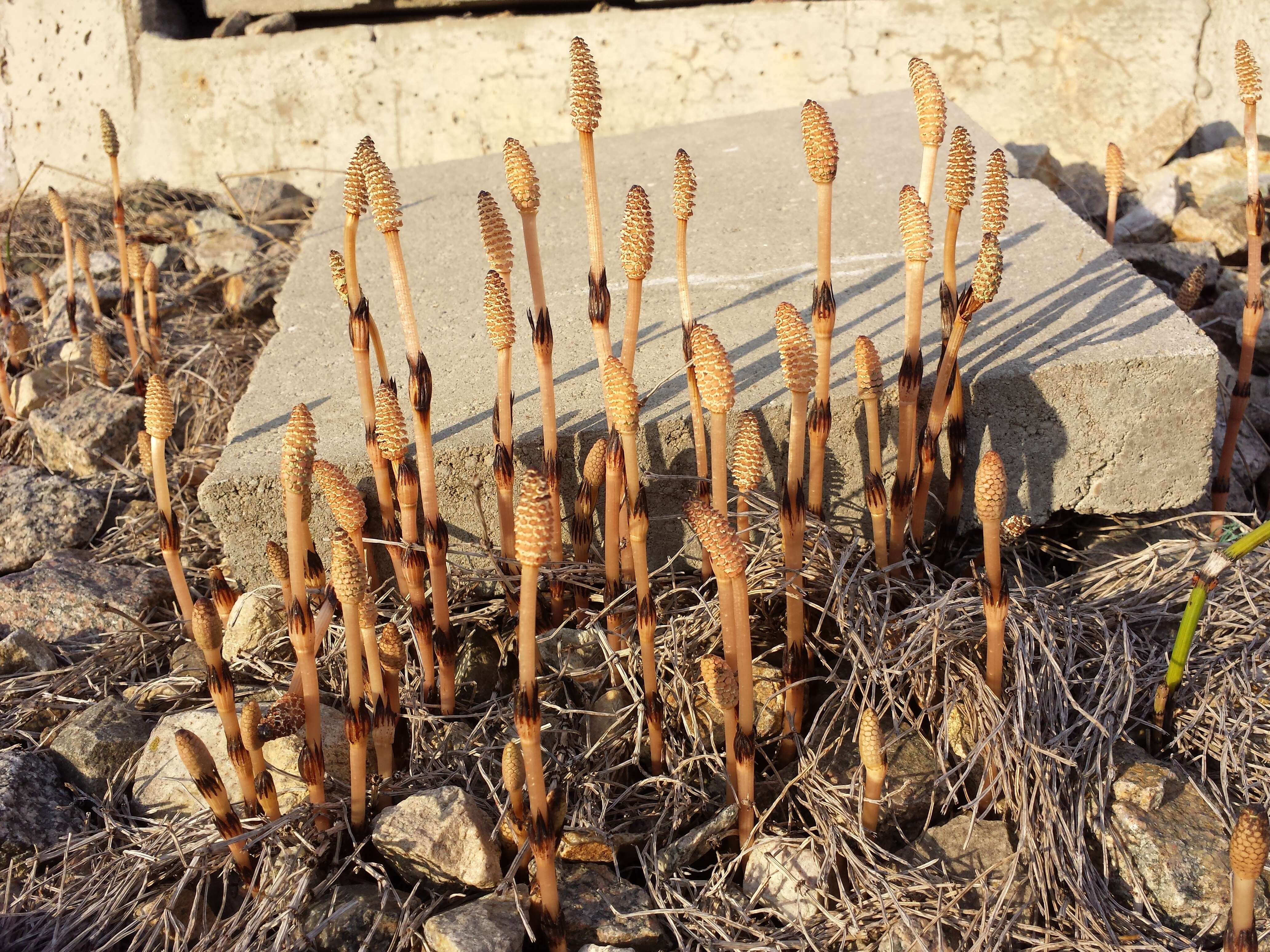 Image of field horsetail