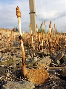 Image of field horsetail