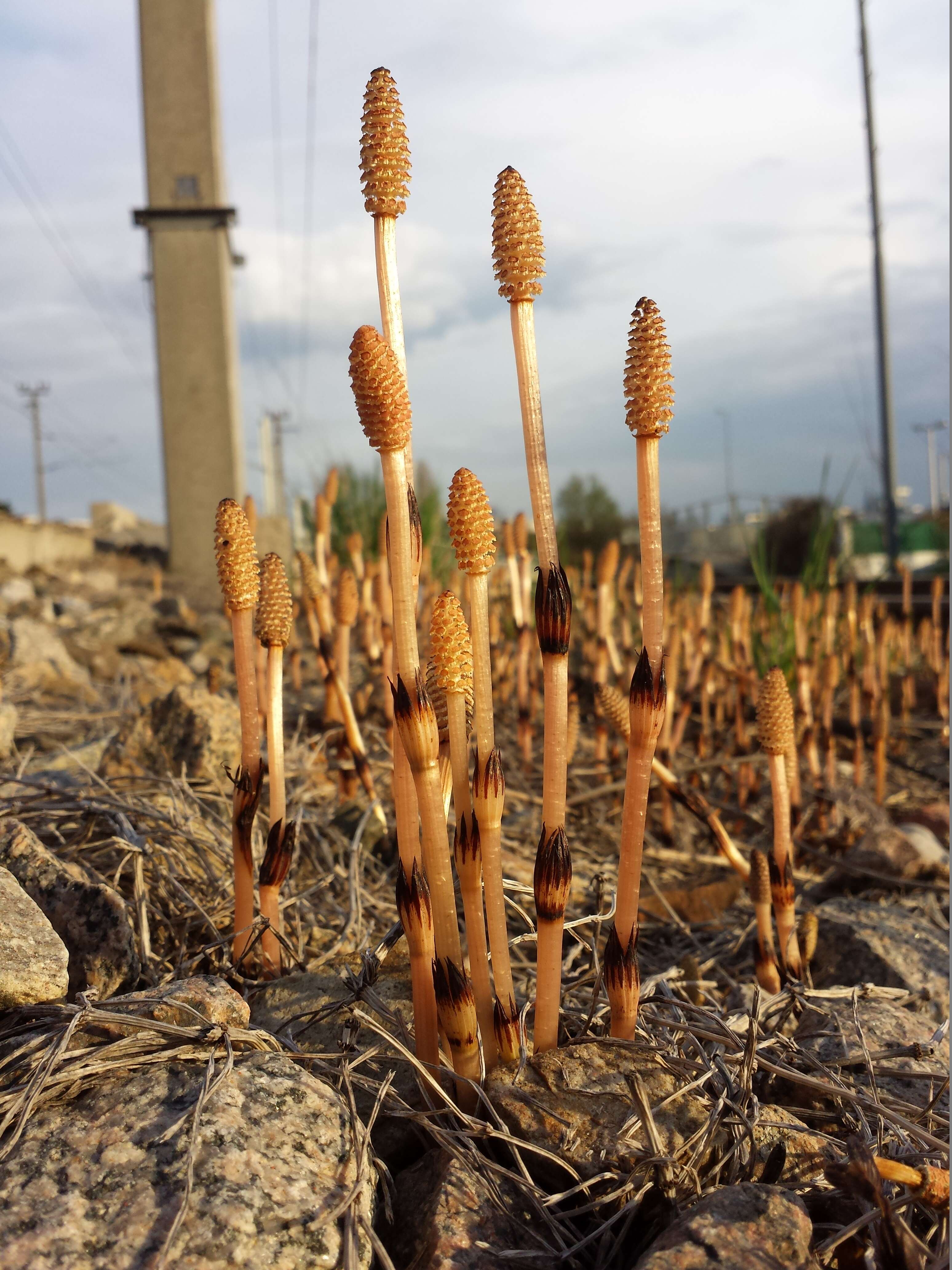 Image of field horsetail