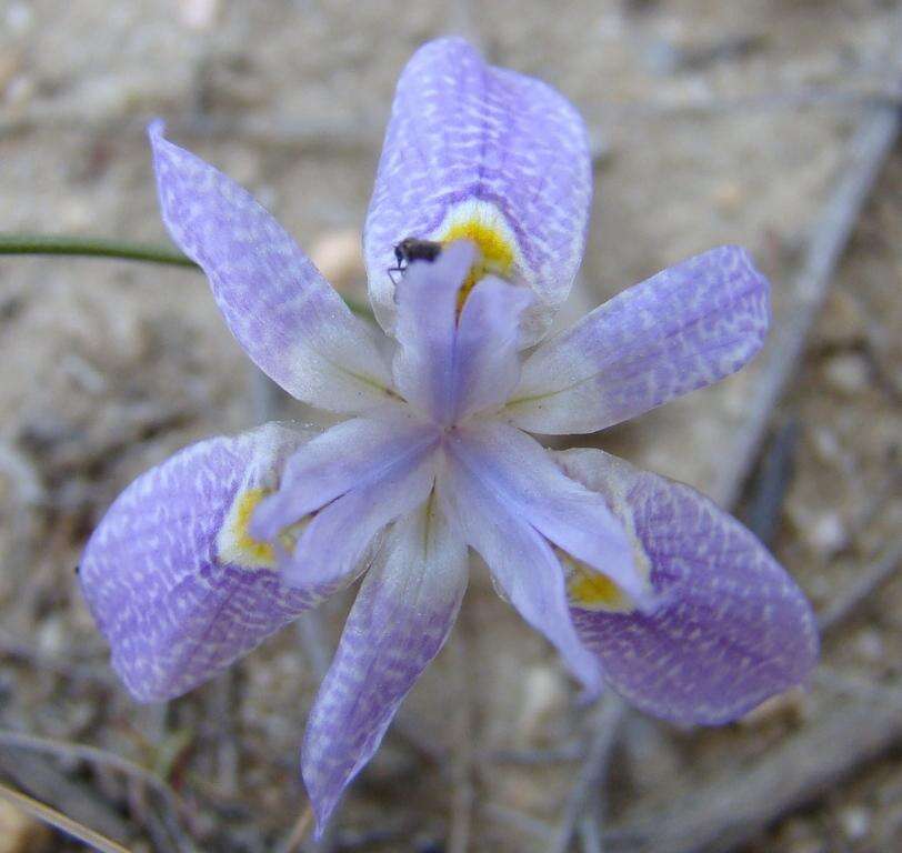 Image of Moraea setifolia (L. fil.) Druce