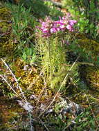 Image of Pedicularis rubens Stephan ex Willd.