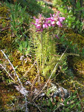 Imagem de Pedicularis rubens Stephan ex Willd.