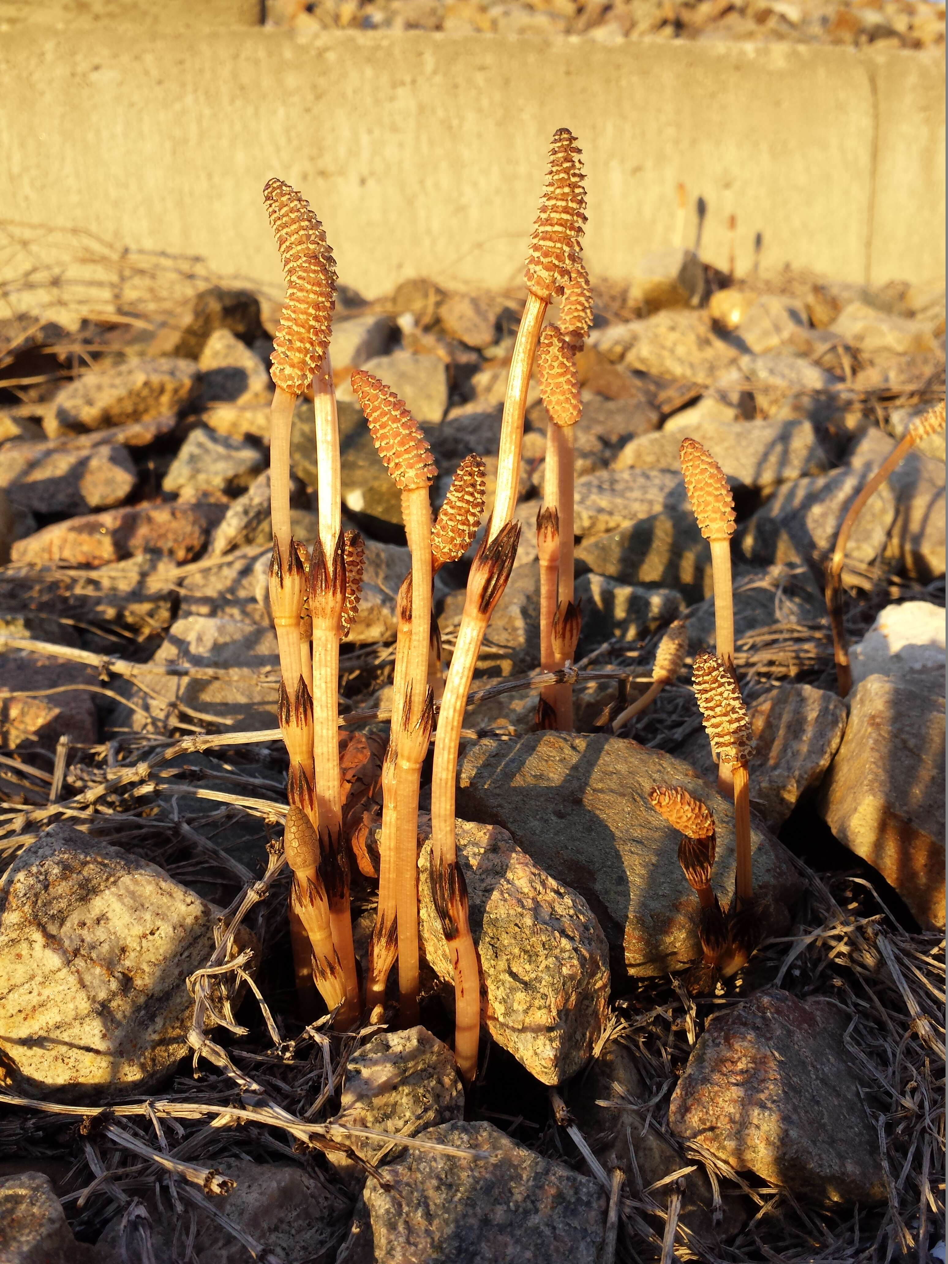 Image of field horsetail