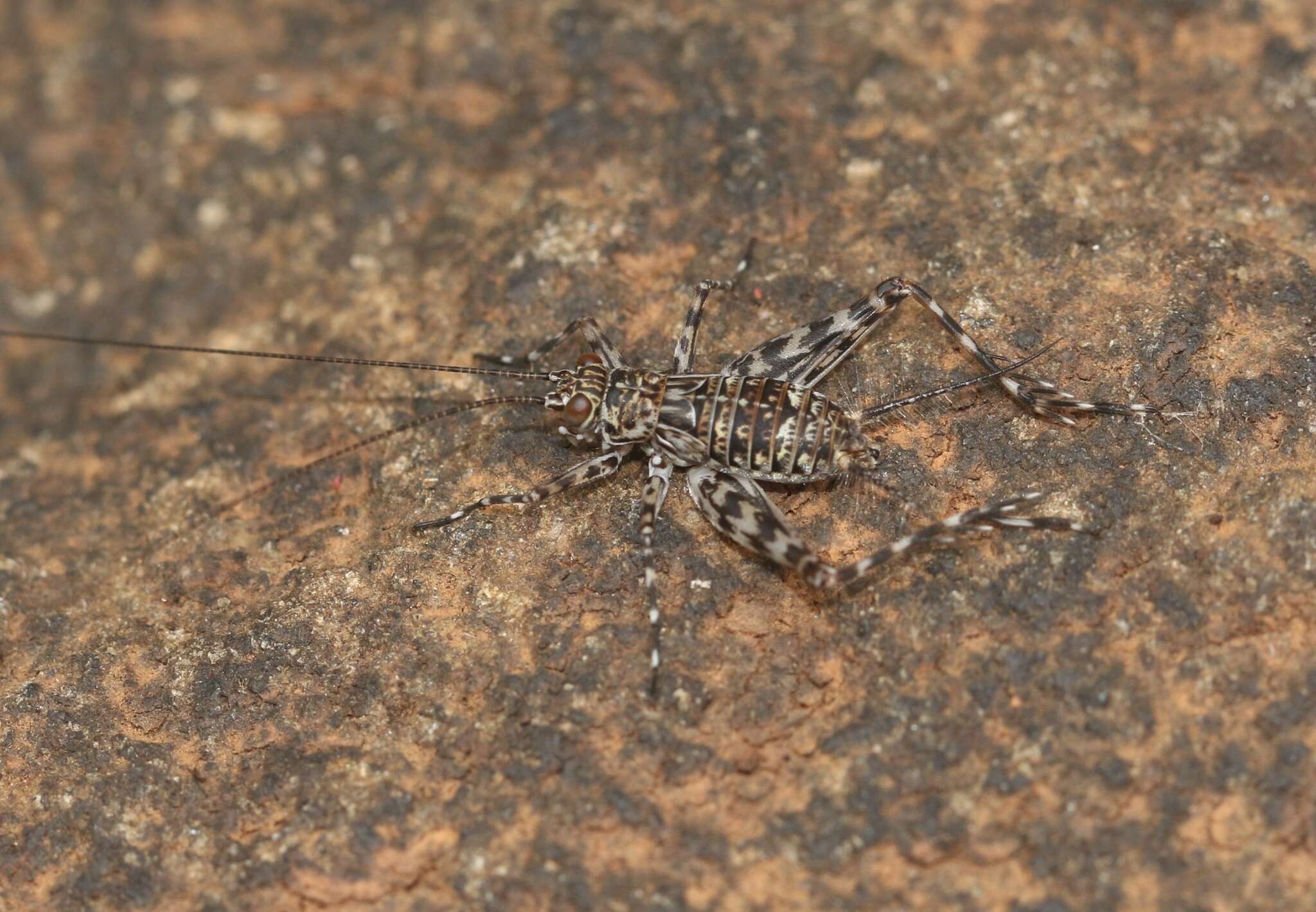 Paranemobius pictus (Saussure 1877) resmi