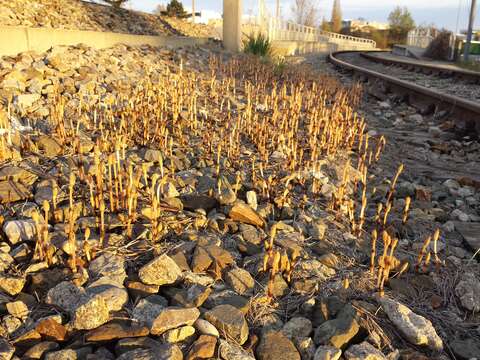 Image of field horsetail