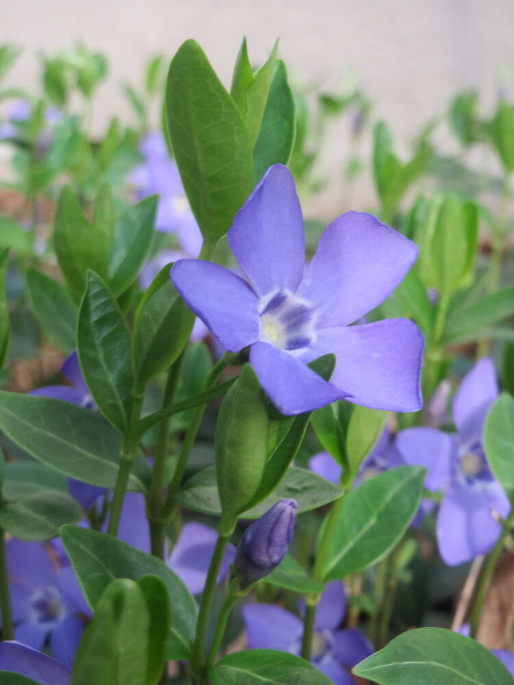 Image of Common Periwinkle