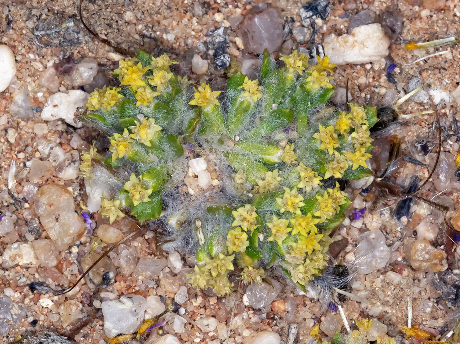 Image of Mojave woolly sunflower