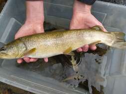 Image of Marbled trout