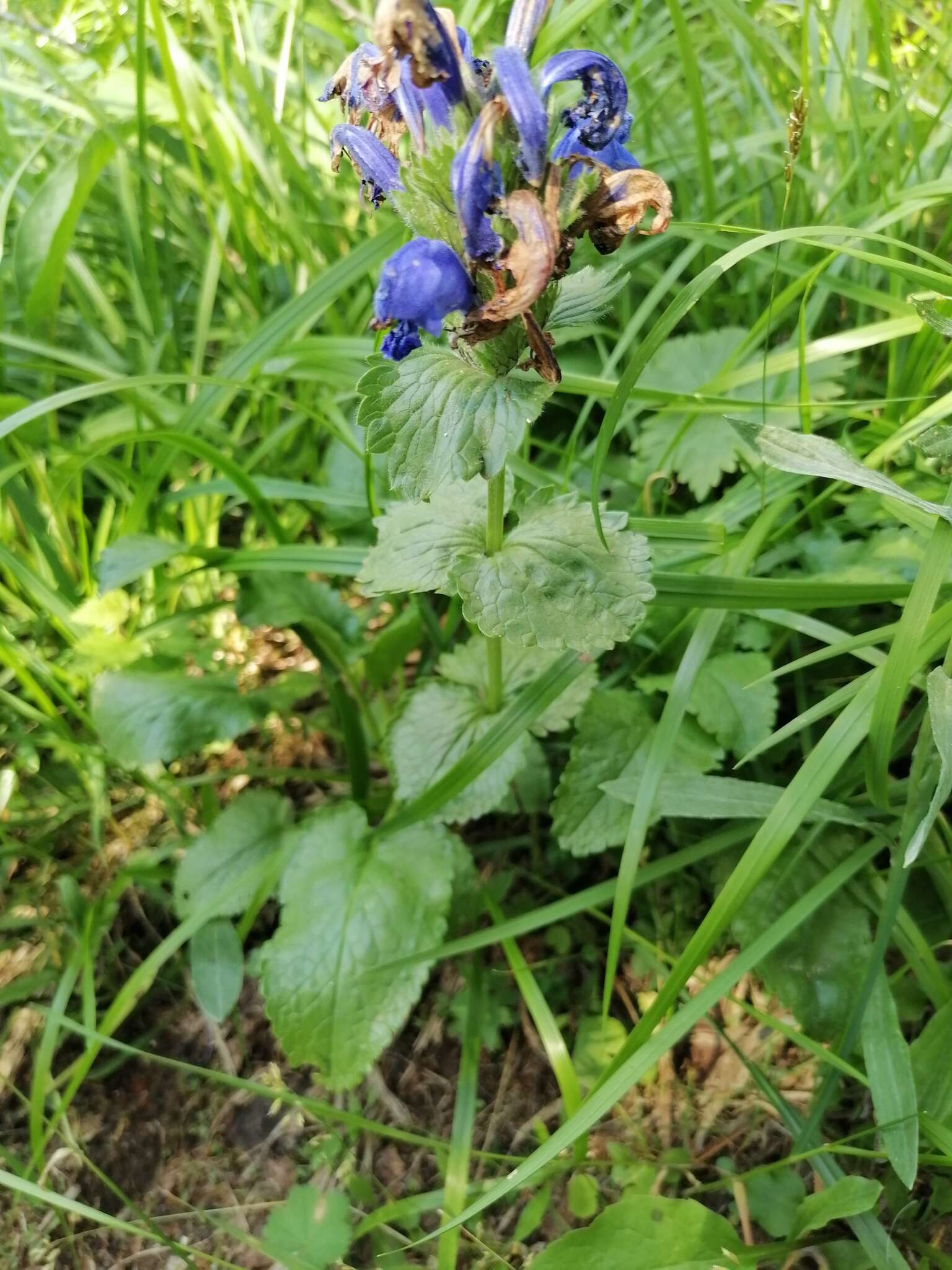 Dracocephalum grandiflorum L. resmi