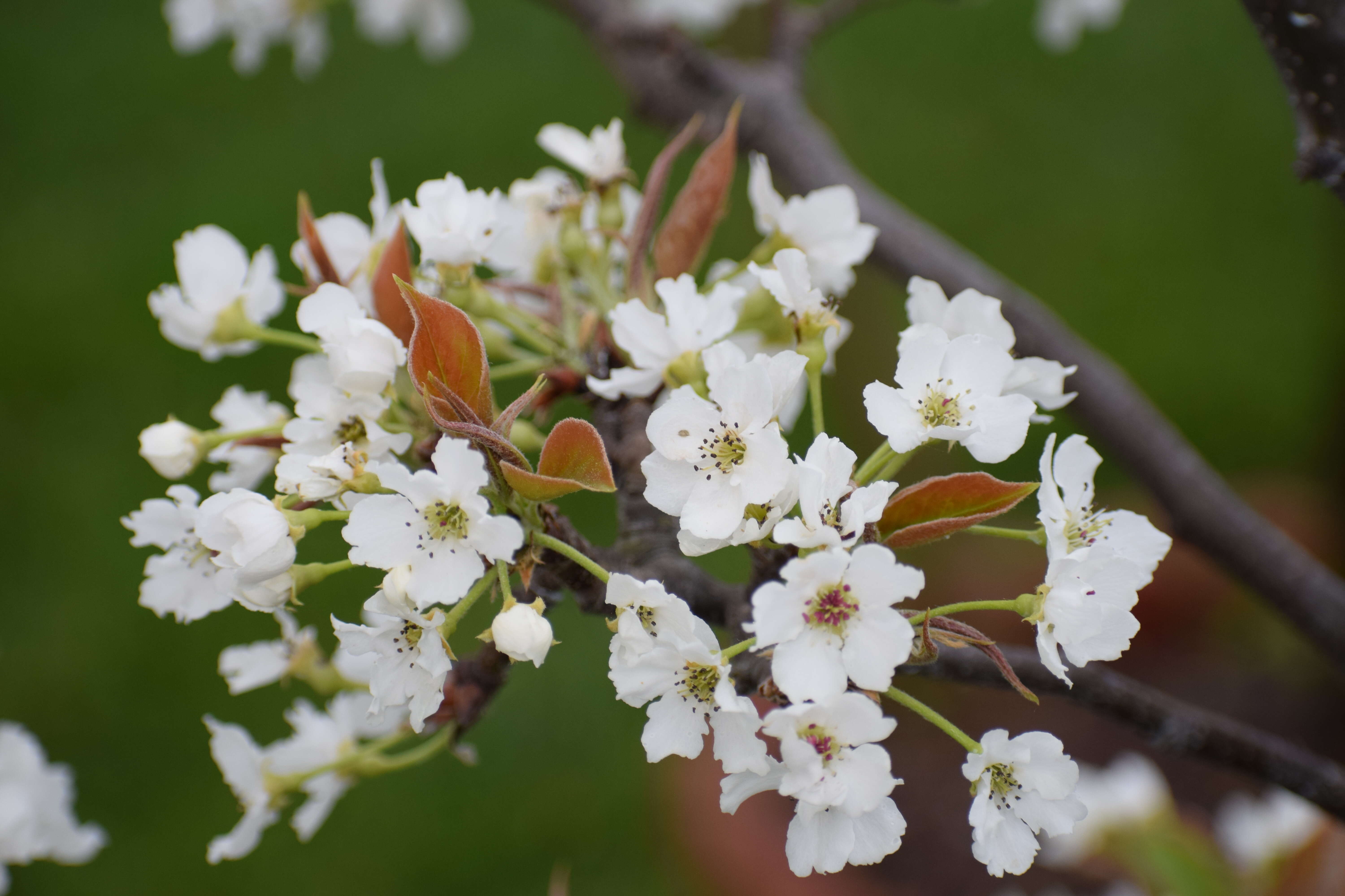 Plancia ëd Pyrus pyrifolia (Burm. fil.) Nakai